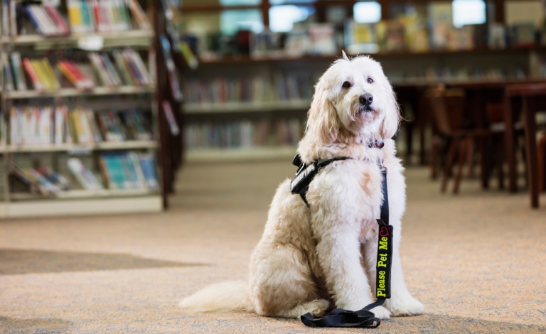 Do therapy dogs help people with disabilities?