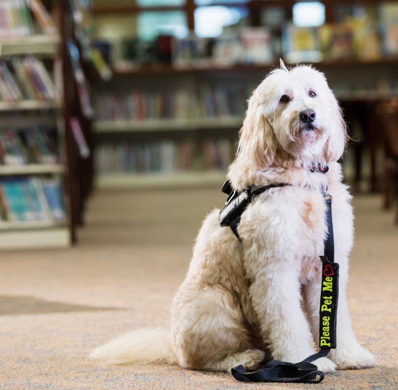 Do Therapy Dogs Help People with Disabilities?