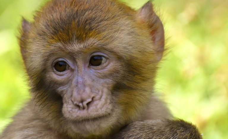 Accessibility at Monkey World