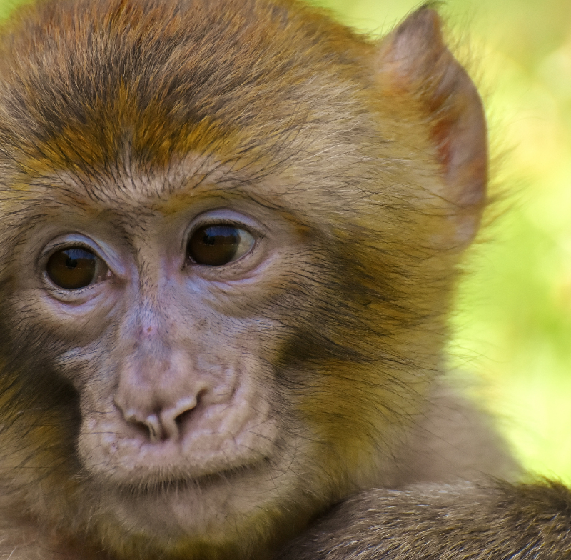 Accessibility at Monkey World