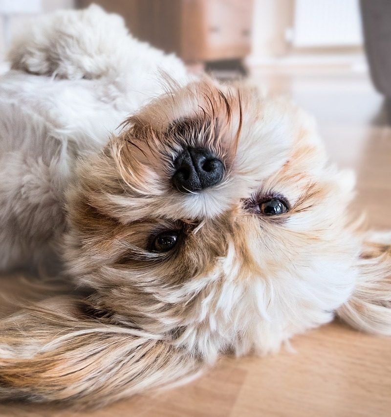 How to Train Your Dog or Puppy if You Are Disabled