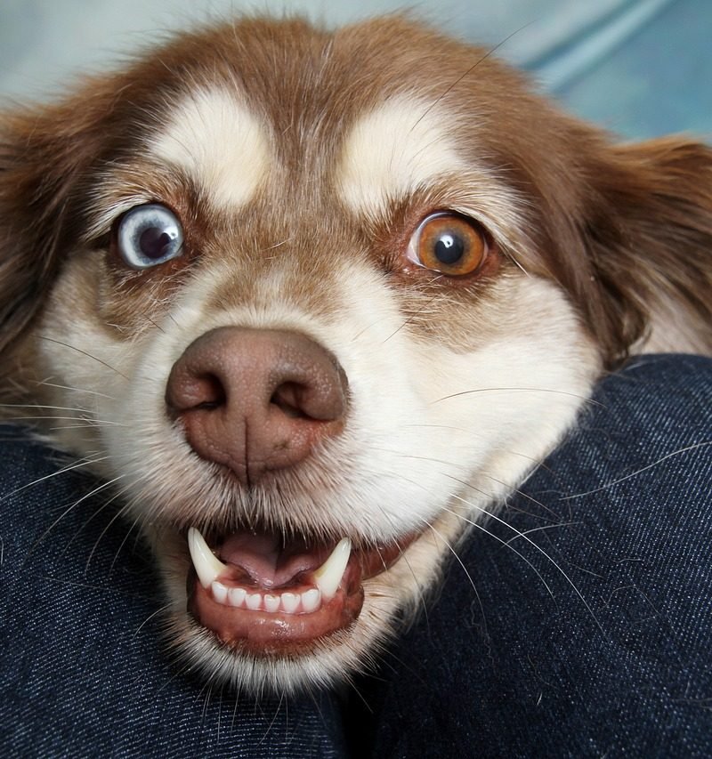 Owning a Dog as a Disabled Person: Advantages and Disadvantages
