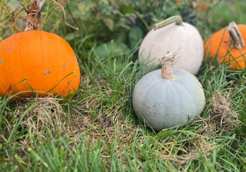 Accessible Pumpkin Picking at Lymm Pumpkin Patch