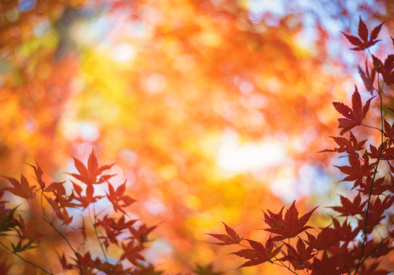 The Challenges Faced by Disabled People in Autumn